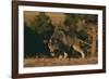 Gray Wolf Stalking-DLILLC-Framed Photographic Print