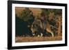 Gray Wolf Stalking-DLILLC-Framed Photographic Print