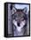 Gray Wolf Standing Between Trees, Canis Lupus-Lynn M^ Stone-Framed Stretched Canvas