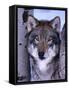 Gray Wolf Standing Between Trees, Canis Lupus-Lynn M^ Stone-Framed Stretched Canvas