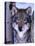 Gray Wolf Standing Between Trees, Canis Lupus-Lynn M^ Stone-Stretched Canvas