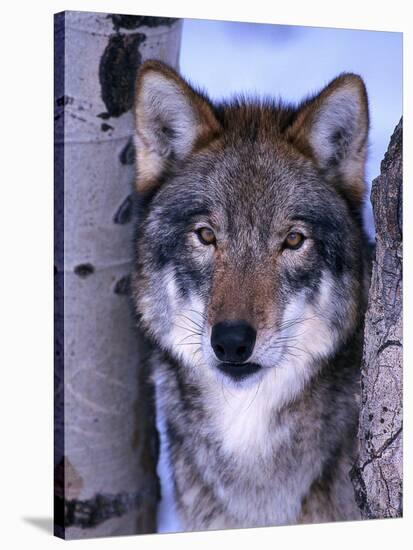 Gray Wolf Standing Between Trees, Canis Lupus-Lynn M^ Stone-Stretched Canvas