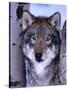 Gray Wolf Standing Between Trees, Canis Lupus-Lynn M^ Stone-Stretched Canvas