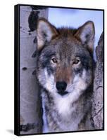 Gray Wolf Standing Between Trees, Canis Lupus-Lynn M^ Stone-Framed Stretched Canvas