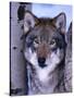 Gray Wolf Standing Between Trees, Canis Lupus-Lynn M^ Stone-Stretched Canvas