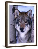 Gray Wolf Standing Between Trees, Canis Lupus-Lynn M^ Stone-Framed Premium Photographic Print