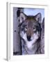 Gray Wolf Standing Between Trees, Canis Lupus-Lynn M^ Stone-Framed Premium Photographic Print