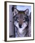 Gray Wolf Standing Between Trees, Canis Lupus-Lynn M^ Stone-Framed Premium Photographic Print