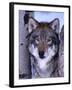 Gray Wolf Standing Between Trees, Canis Lupus-Lynn M^ Stone-Framed Premium Photographic Print