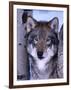 Gray Wolf Standing Between Trees, Canis Lupus-Lynn M^ Stone-Framed Premium Photographic Print