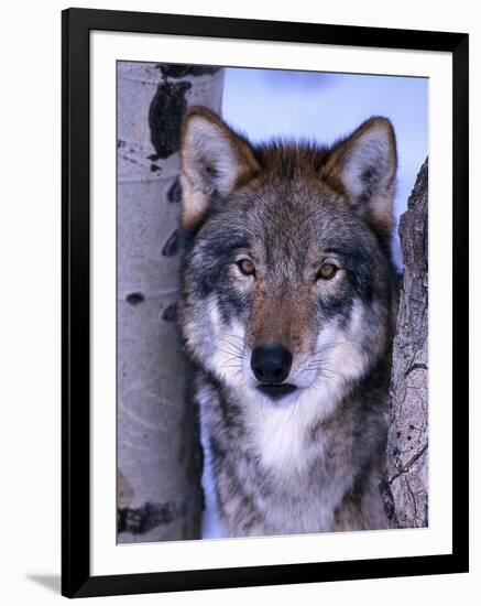 Gray Wolf Standing Between Trees, Canis Lupus-Lynn M^ Stone-Framed Premium Photographic Print