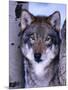 Gray Wolf Standing Between Trees, Canis Lupus-Lynn M^ Stone-Mounted Premium Photographic Print