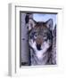 Gray Wolf Standing Between Trees, Canis Lupus-Lynn M^ Stone-Framed Premium Photographic Print