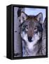 Gray Wolf Standing Between Trees, Canis Lupus-Lynn M^ Stone-Framed Stretched Canvas