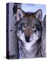 Gray Wolf Standing Between Trees, Canis Lupus-Lynn M^ Stone-Stretched Canvas