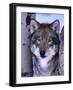 Gray Wolf Standing Between Trees, Canis Lupus-Lynn M^ Stone-Framed Photographic Print