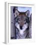 Gray Wolf Standing Between Trees, Canis Lupus-Lynn M^ Stone-Framed Photographic Print
