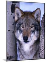 Gray Wolf Standing Between Trees, Canis Lupus-Lynn M^ Stone-Mounted Photographic Print