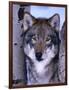 Gray Wolf Standing Between Trees, Canis Lupus-Lynn M^ Stone-Framed Photographic Print