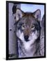 Gray Wolf Standing Between Trees, Canis Lupus-Lynn M^ Stone-Framed Photographic Print