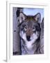 Gray Wolf Standing Between Trees, Canis Lupus-Lynn M^ Stone-Framed Photographic Print