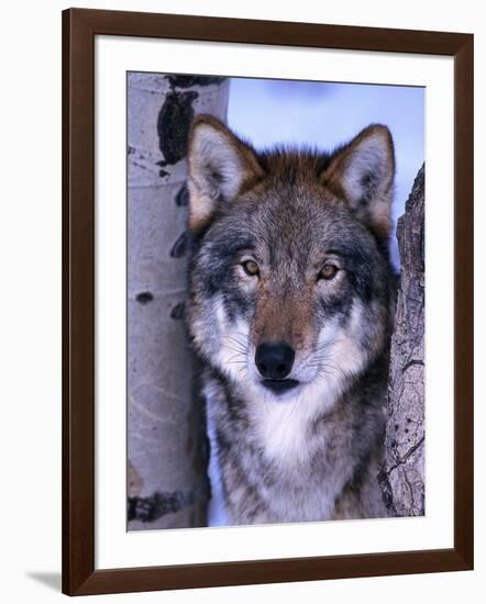 Gray Wolf Standing Between Trees, Canis Lupus-Lynn M^ Stone-Framed Photographic Print