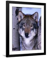 Gray Wolf Standing Between Trees, Canis Lupus-Lynn M^ Stone-Framed Photographic Print