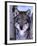 Gray Wolf Standing Between Trees, Canis Lupus-Lynn M^ Stone-Framed Photographic Print