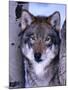 Gray Wolf Standing Between Trees, Canis Lupus-Lynn M^ Stone-Mounted Photographic Print