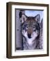 Gray Wolf Standing Between Trees, Canis Lupus-Lynn M^ Stone-Framed Photographic Print