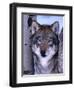 Gray Wolf Standing Between Trees, Canis Lupus-Lynn M^ Stone-Framed Photographic Print