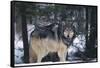 Gray Wolf Standing by Trees-DLILLC-Framed Stretched Canvas