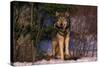 Gray Wolf Standing by Trees-DLILLC-Stretched Canvas