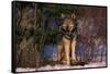 Gray Wolf Standing by Trees-DLILLC-Framed Stretched Canvas