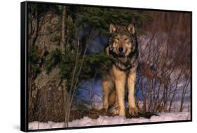 Gray Wolf Standing by Trees-DLILLC-Framed Stretched Canvas