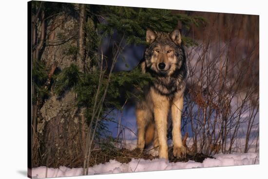 Gray Wolf Standing by Trees-DLILLC-Stretched Canvas