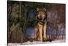 Gray Wolf Standing by Trees-DLILLC-Stretched Canvas