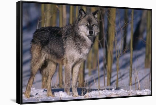 Gray Wolf Standing by Trees-DLILLC-Framed Stretched Canvas