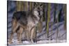 Gray Wolf Standing by Trees-DLILLC-Stretched Canvas