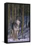 Gray Wolf Standing by Trees-DLILLC-Framed Stretched Canvas