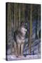 Gray Wolf Standing by Trees-DLILLC-Stretched Canvas