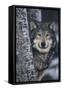 Gray Wolf Standing by Trees-DLILLC-Framed Stretched Canvas