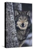 Gray Wolf Standing by Trees-DLILLC-Stretched Canvas