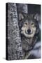 Gray Wolf Standing by Trees-DLILLC-Stretched Canvas