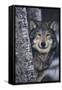 Gray Wolf Standing by Trees-DLILLC-Framed Stretched Canvas