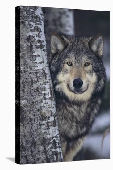 Gray Wolf Standing by Trees-DLILLC-Stretched Canvas