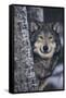 Gray Wolf Standing by Trees-DLILLC-Framed Stretched Canvas