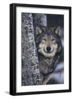 Gray Wolf Standing by Trees-DLILLC-Framed Premium Photographic Print