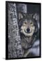 Gray Wolf Standing by Trees-DLILLC-Framed Premium Photographic Print