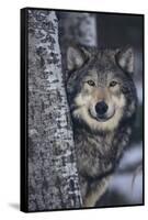 Gray Wolf Standing by Trees-DLILLC-Framed Stretched Canvas